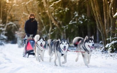 Scotland Husky Sledge