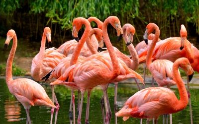 Wales Llanelli Wetland Centre