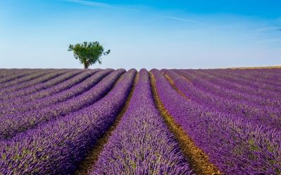 Norfolk Lavender