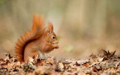 Red Squirrel