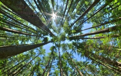 Salcey Forest Treetops