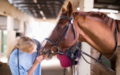 Suffolk Punch Horse