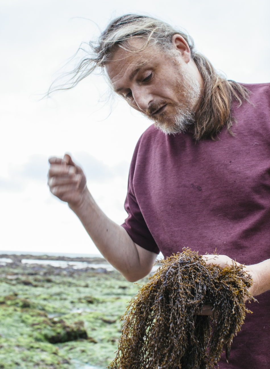 picking fresh seaweed