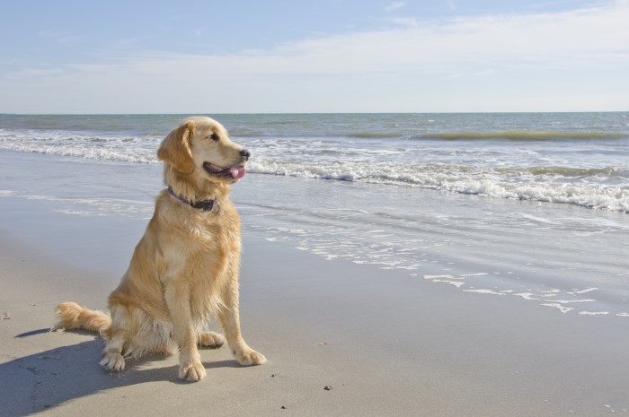 beach dog