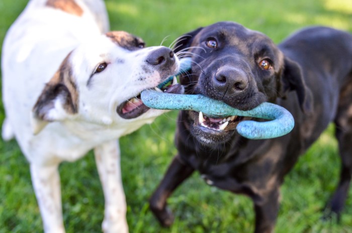 dogs playing in a park