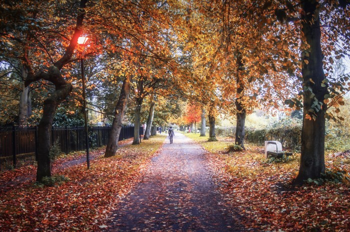 Rowntree Park
