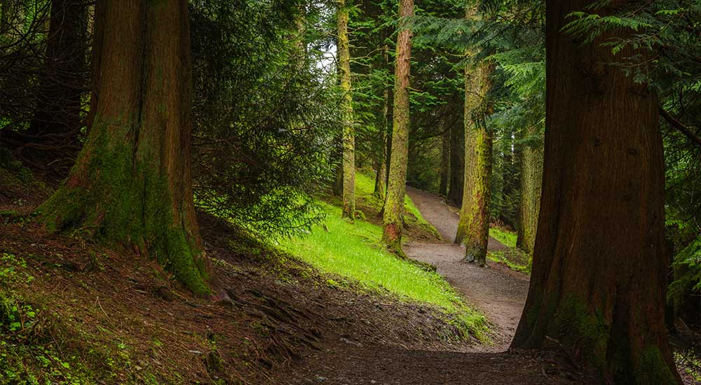 Whinlatter-Forest,-Cumbria